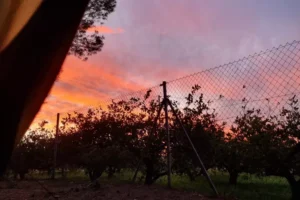 Tag 242 – Elche